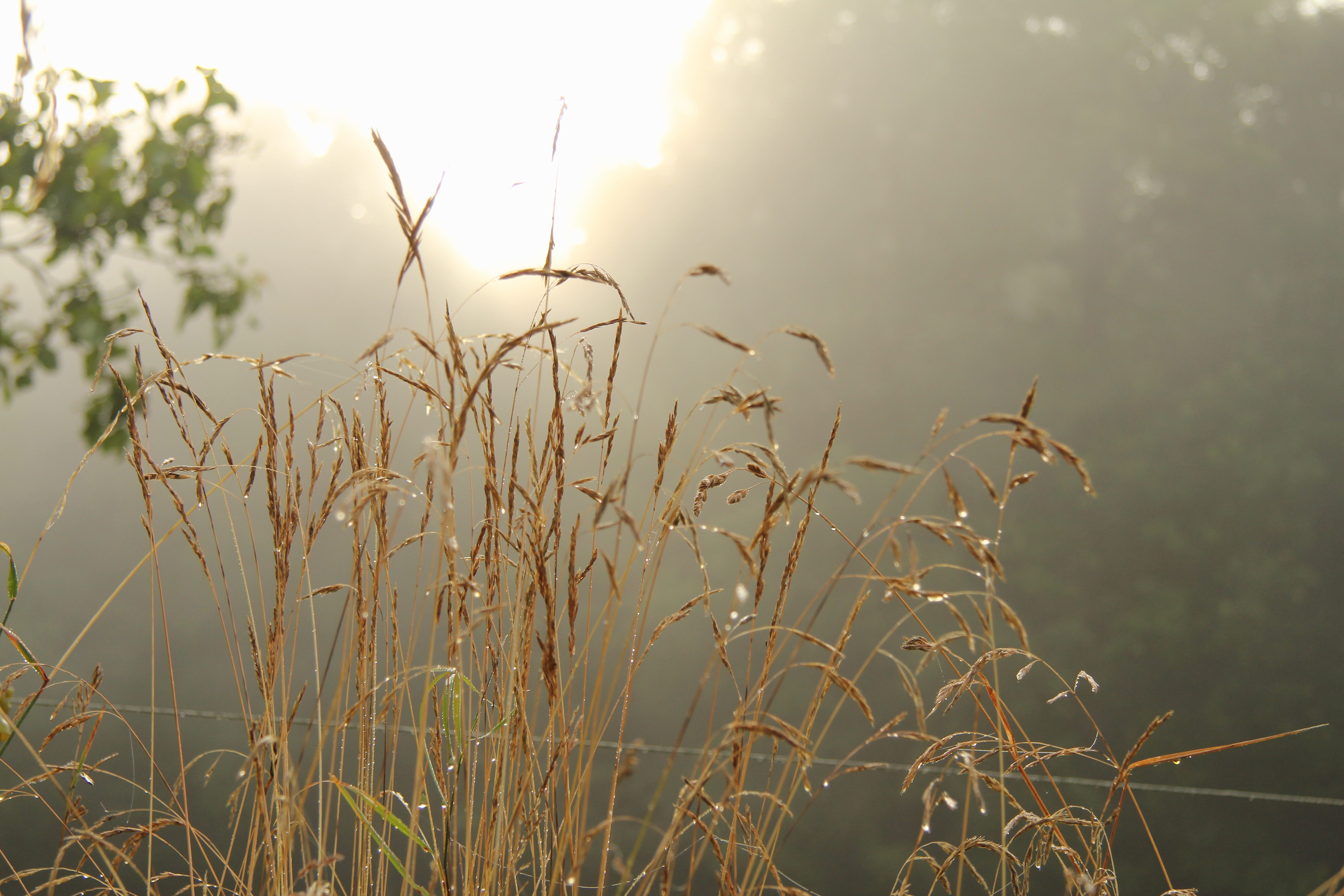 Graszaad in de ochtendmist