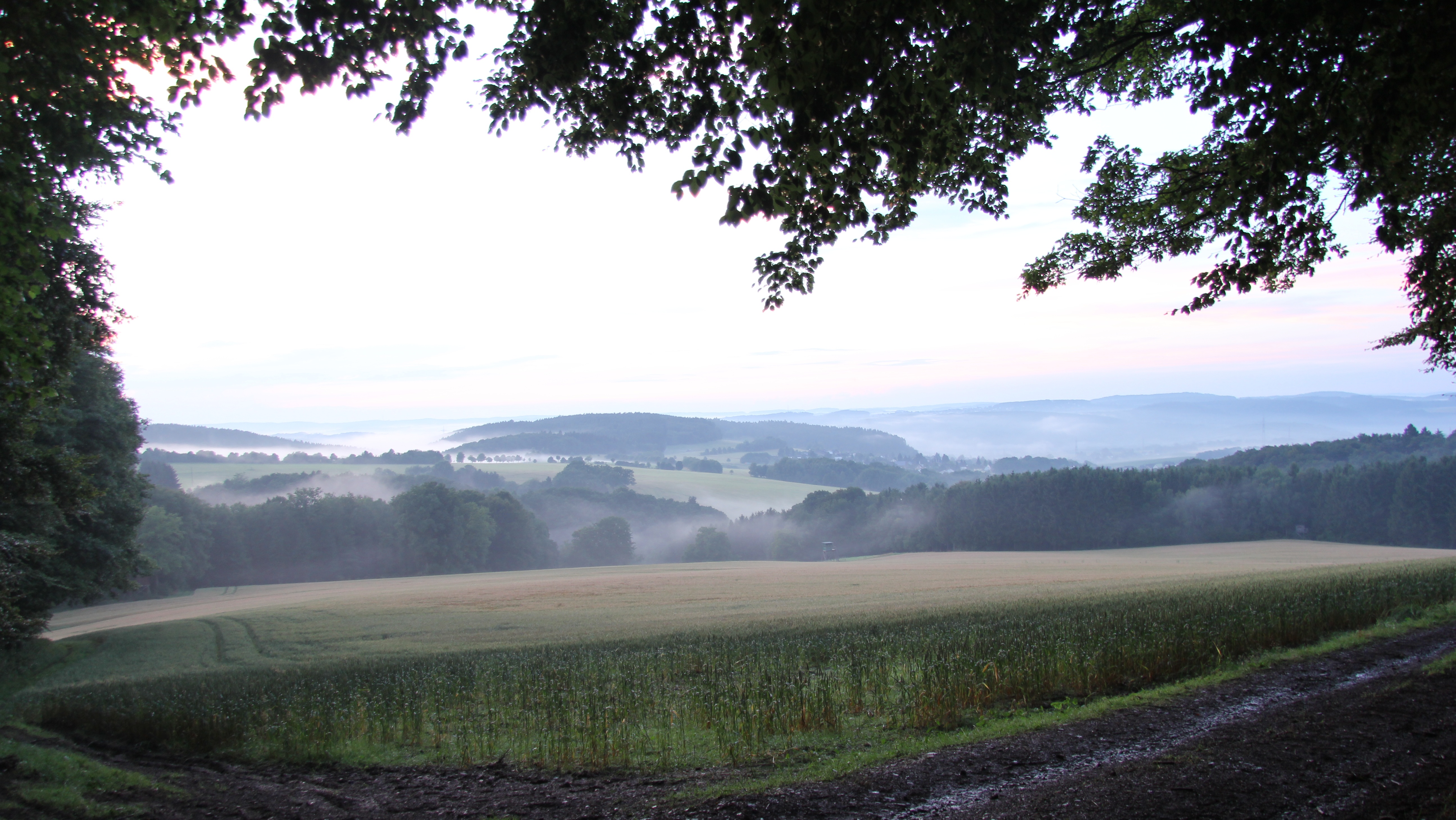 Graanvelden in de mist