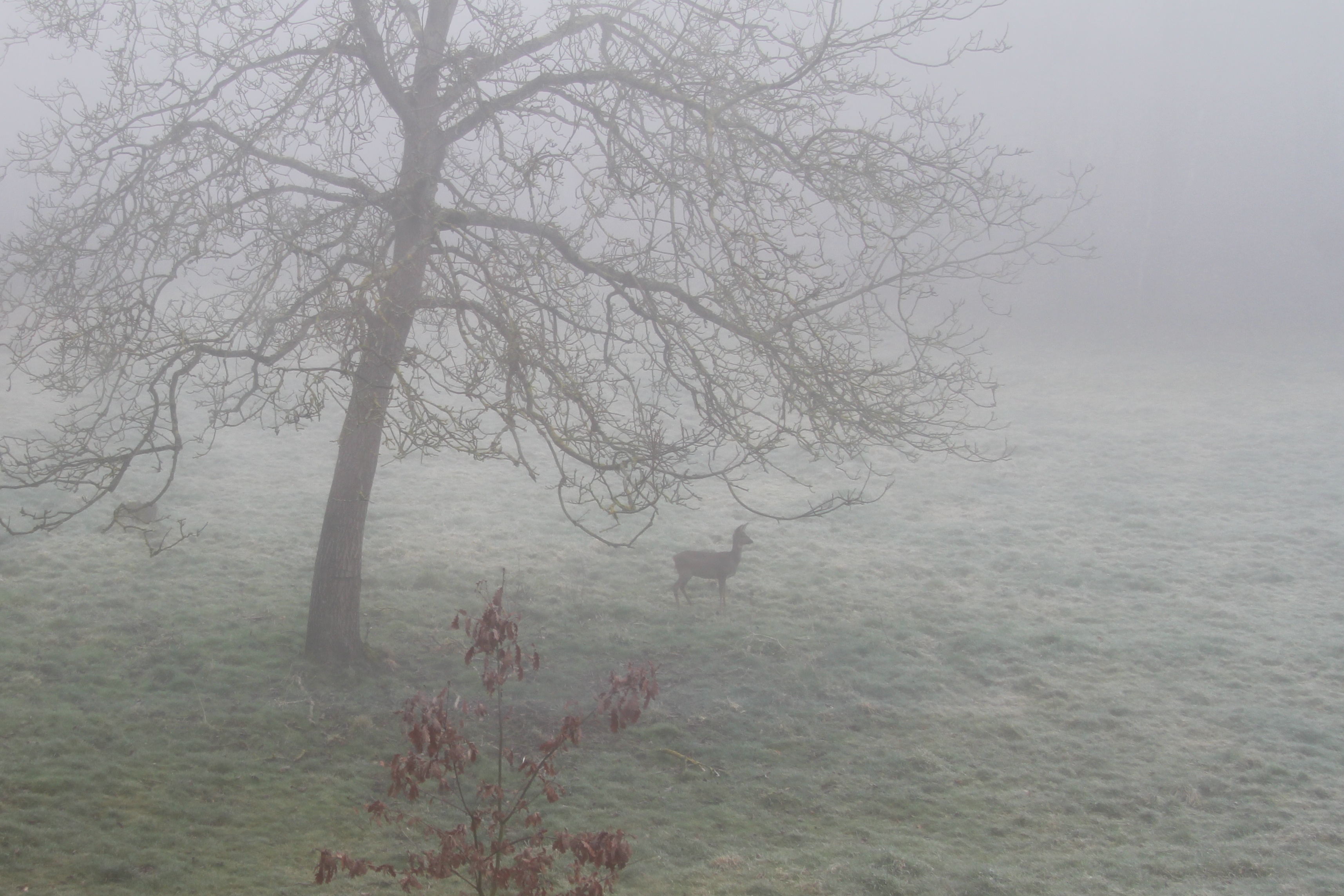 Hert in de mist voor het huis