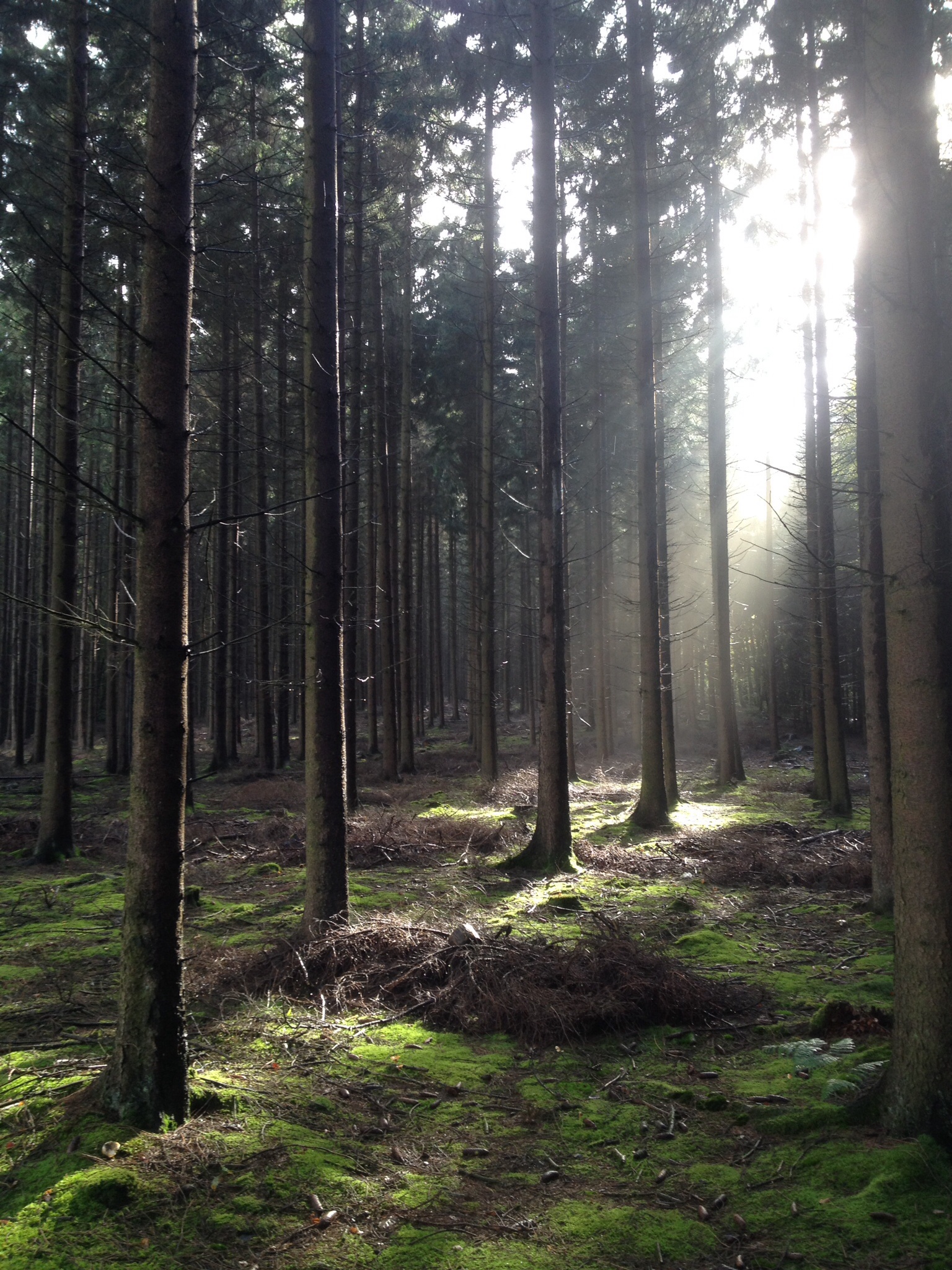 Zonnestralen in het dennenbos