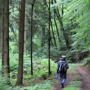 Wandelaar in het prachtige bos