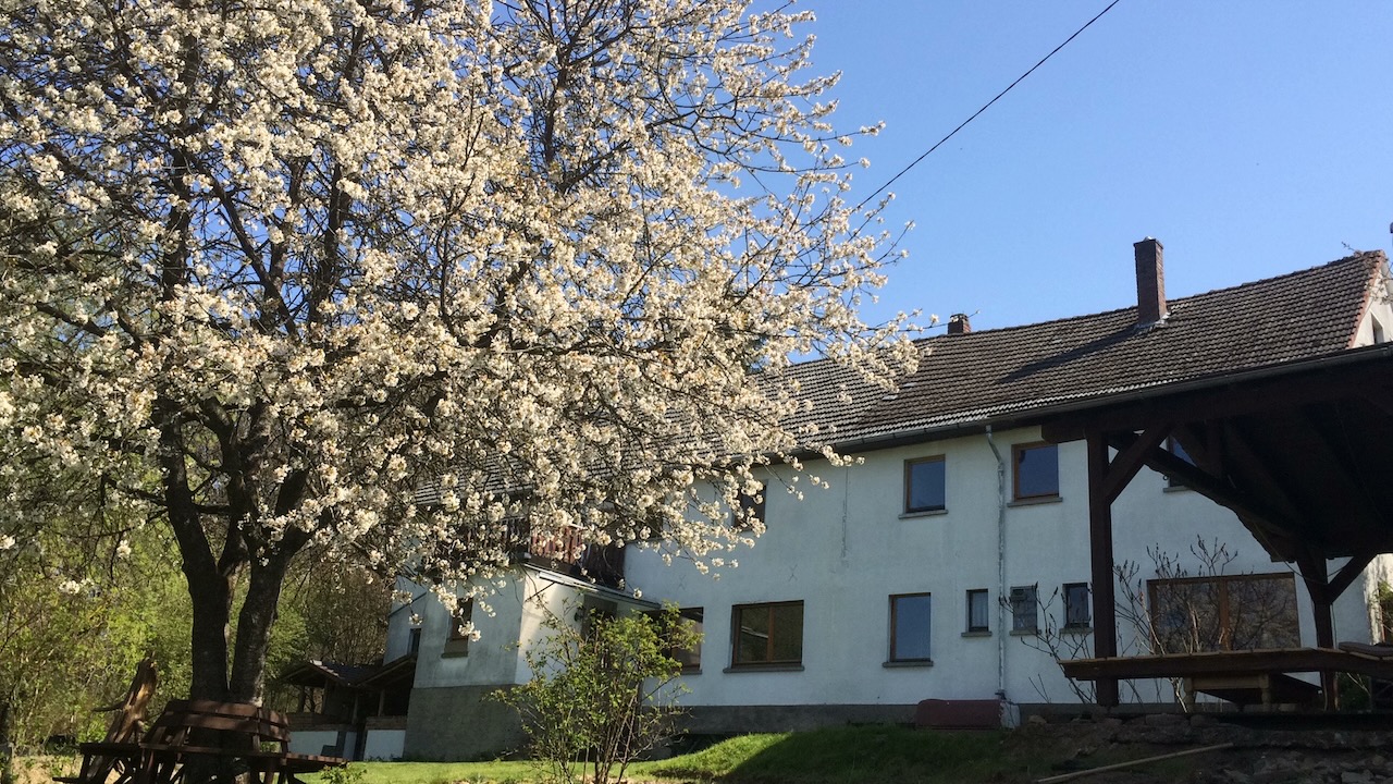 bloeiende kersesnboom in de tuin