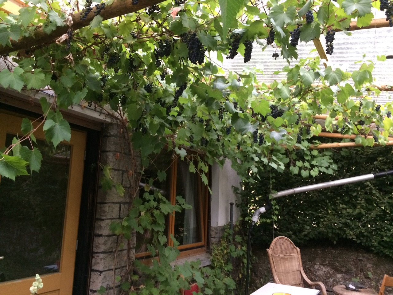 druivenoogst in de veranda