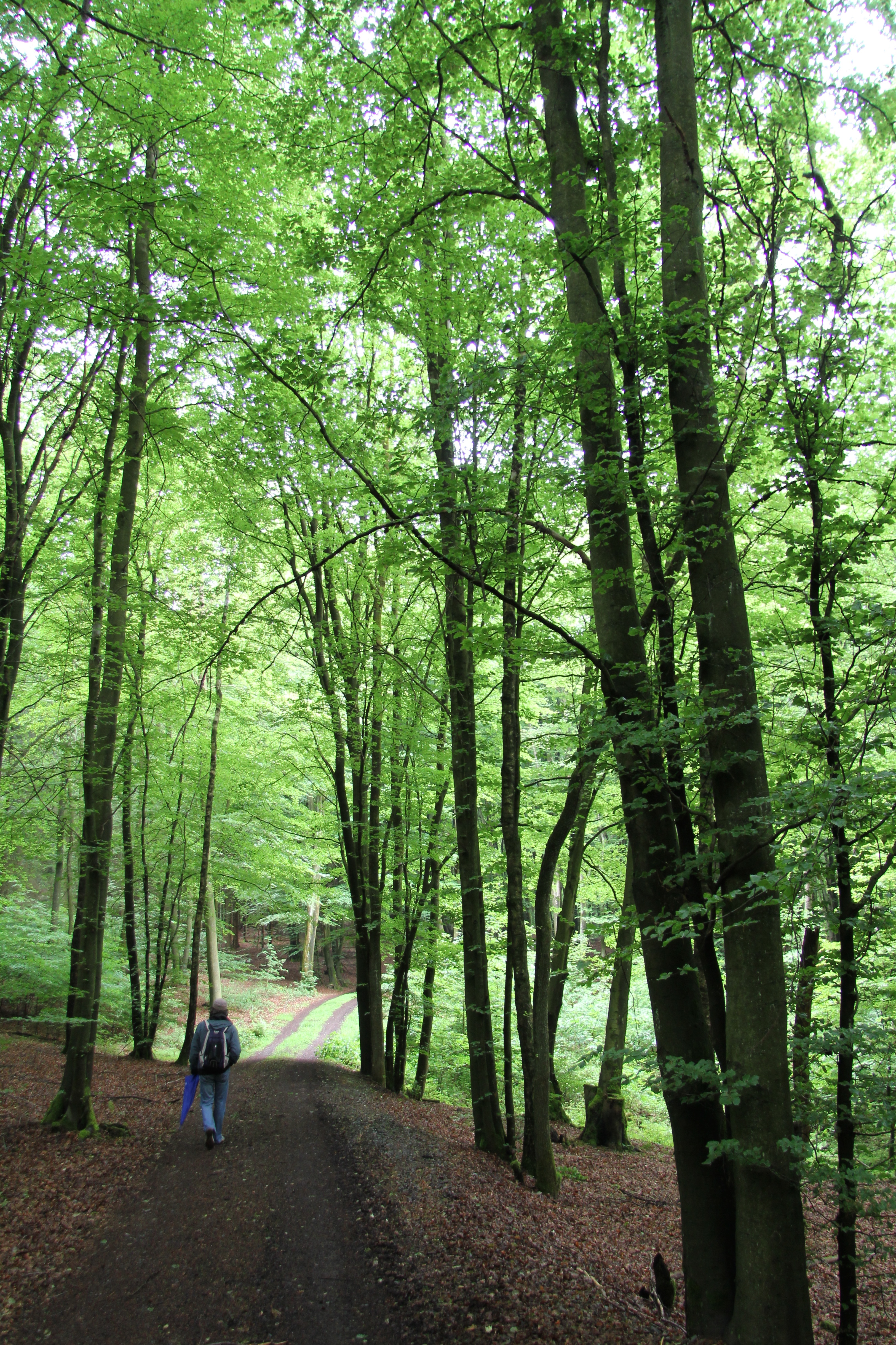 Jong groen aan de bomen