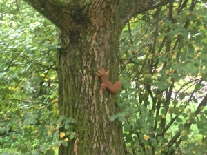 Eekhoorn in de boom naast het huis