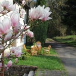 Bloeiende Magnolia voor de deur