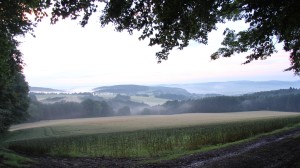 Graanvelden in de mist