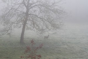 Hert in de mist voor het huis