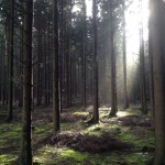 Zonnestralen in het dennenbos